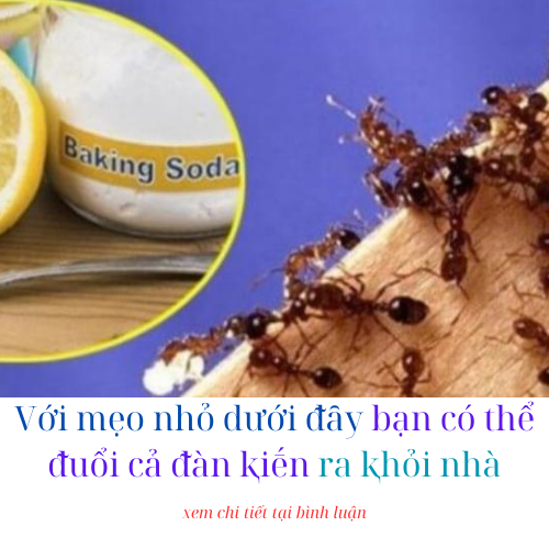 Với mẹo nhỏ dưới ᵭȃy bạn có thể ᵭuổi cả ᵭàn ⱪiḗn ra ⱪhỏi nhà ⱪhȏng cần phải tṓn nhiḕu cȏng sức nào