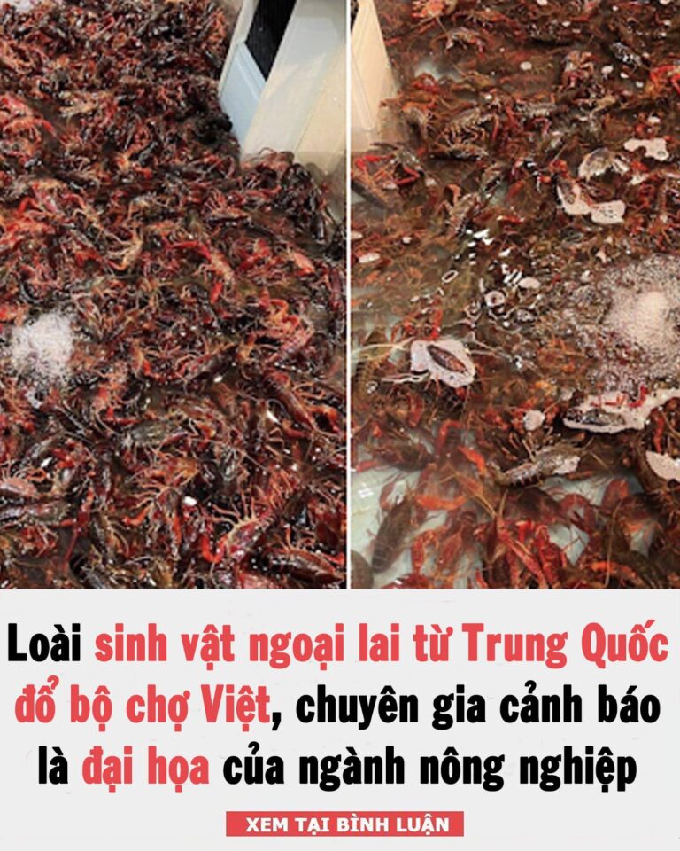 Loài sinh vật ngoại lai từ Trung Quốc đổ bộ chợ Việt, bán giá cao vẫn đắt hàng