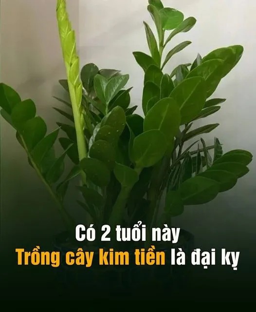 Có 2 tuổi trồng cây kim tiền là đại kị, để trong nhà tiền chảy hết ra…