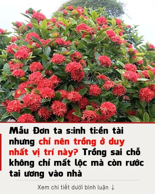 Mẫu Đơn ta sinh tiền tài nên trồng ở vị trí nào là tốt nhất? Đừng trồng linh tinh mà mất lộc nhé..