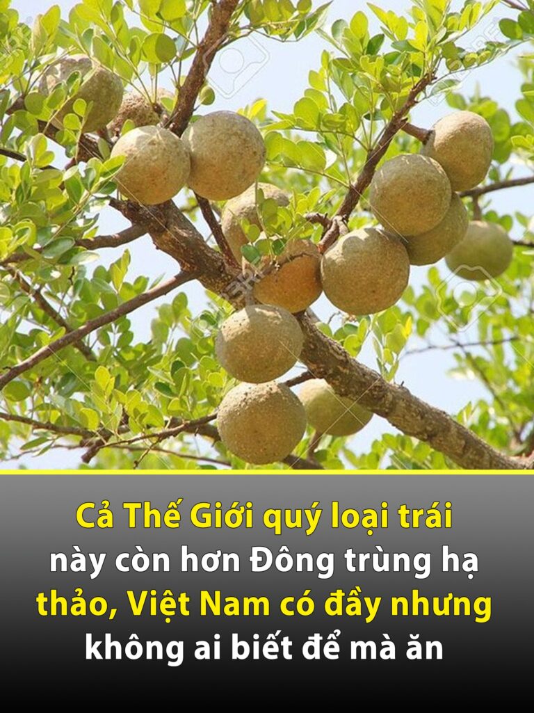 Một loại trái cây còn hơn Đông trùng hạ thảo, Việt Nam có đầy nhưng không ai biết .