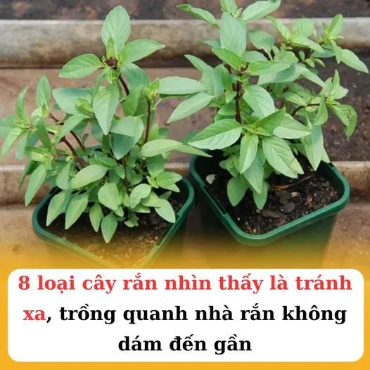 8 loại cây rắn thấy là tránh xa, trồng quanh nhà rắn không dám gần