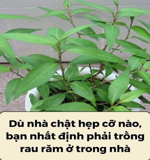 Nh.ất định phải t.rồng rau ră’m t.rong nhà, dù nhà chật hẹp c;ỡ nào sẽ có được công dụng thần kì