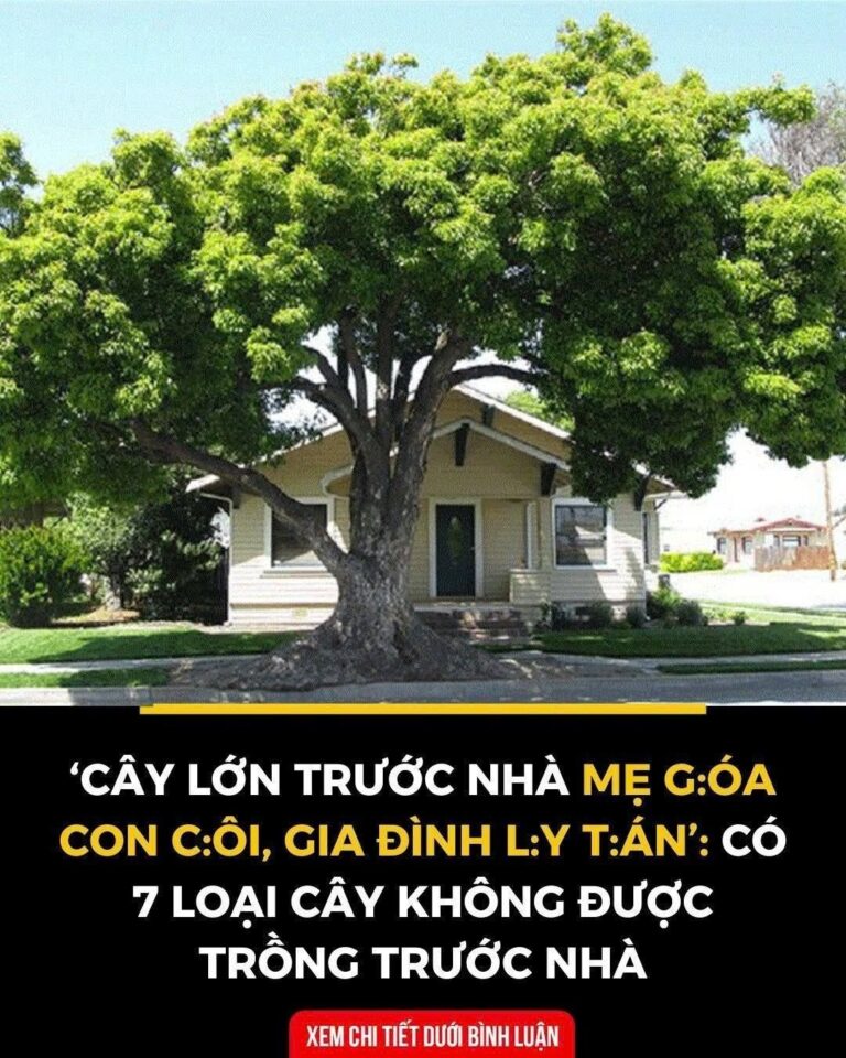 7 loại cây không được trồng trước nhà nếu mu.ốn gia đạo bình an…