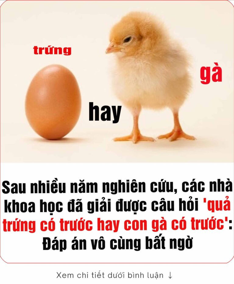 trứng có trước hay con gà có trước’: Đáp án vô cùng bất ngờ..