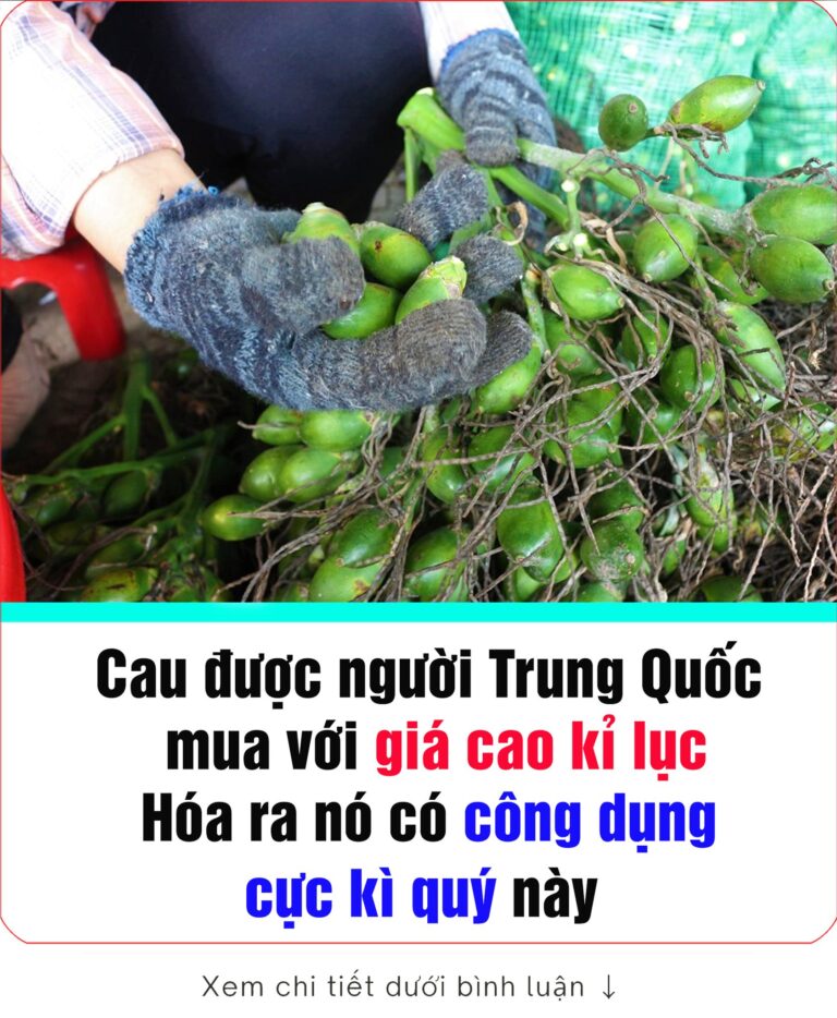 được Trung Quốc thu mua rất mạnh: Giá cao kỷ lục, hoá ra là thuốc quý