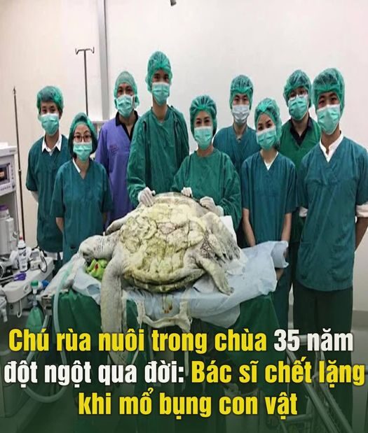 Chú rùa nuôi trong chùa 35 năm đột ngột q,ua đ,ời: Bác sĩ ch,ết lặng khi m,ổ bụng