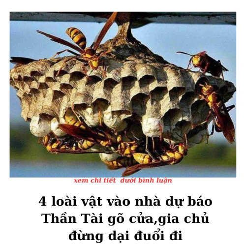 4 loài vật vào nhà dự báo Thần Tài gõ cửa,gia chủ đừng dại đuổi đi.